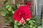 Tuin met goed onderhouden rozenstruik