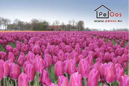 Vast tulip fields