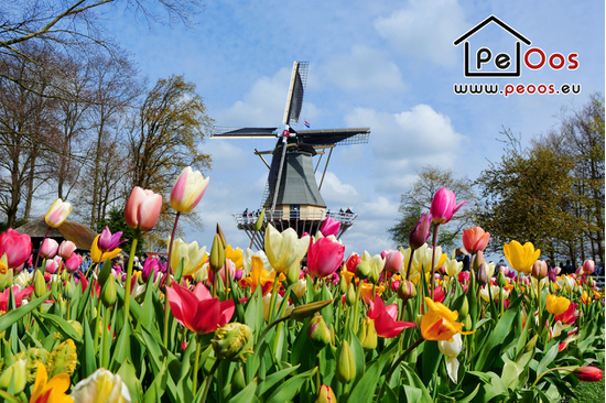 Tulips with windmill